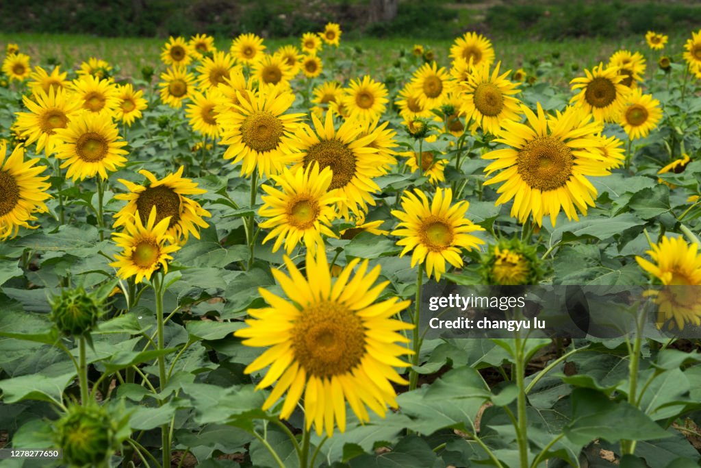 Sunflowers open to the sun