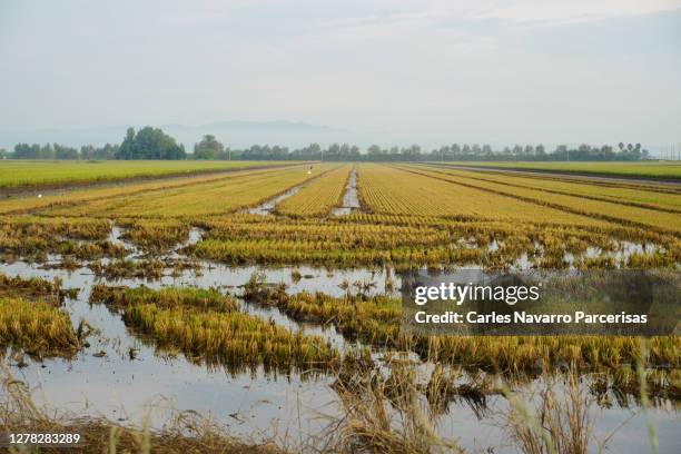 Unfloded Rice Fields 2,731 Flooded Rice Fields Stock Photos, High-Res Pictures, and Images ...