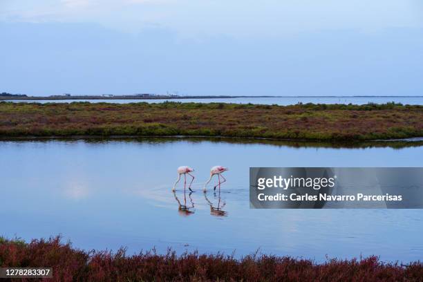 two flamingos walk through the sea water between rock formations that come out of the water in the river delta. ebro delta - catalonia stock pictures, royalty-free photos & images
