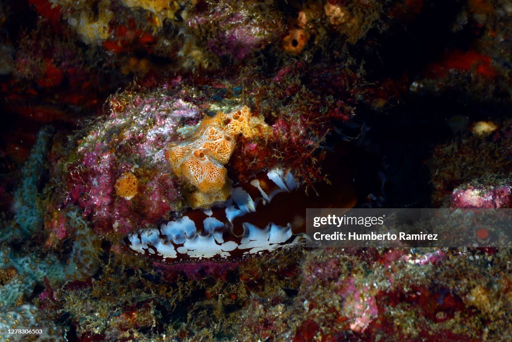 Atlantic Thorny-Oyster.