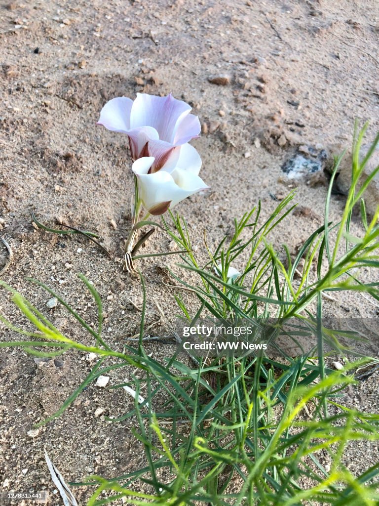 Wildflower and desert