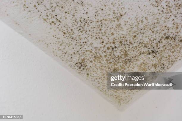 spot of mold, mould, mildew or fungas on the white plaster surface of ceiling inside room. - molding a shape stock-fotos und bilder