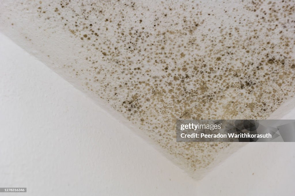 Spot of mold, mould, mildew or fungas on the white plaster surface of ceiling inside room.