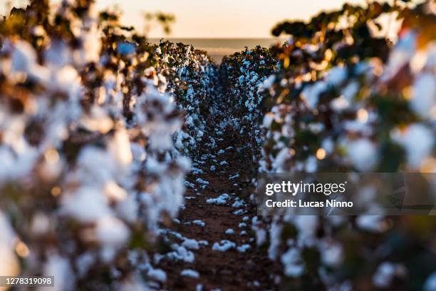 Cotton Rows Background 333 Cotton Field Rows Stock Photos, High-Res Pictures, and Images ...