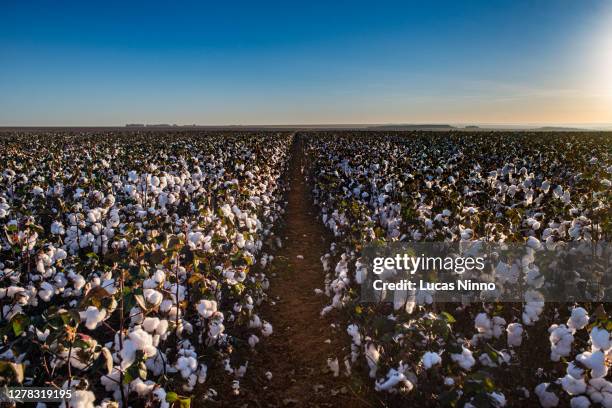 Cotton Rows Background 342 Cotton Plant Rows Stock Photos, High-Res Pictures, and Images ...