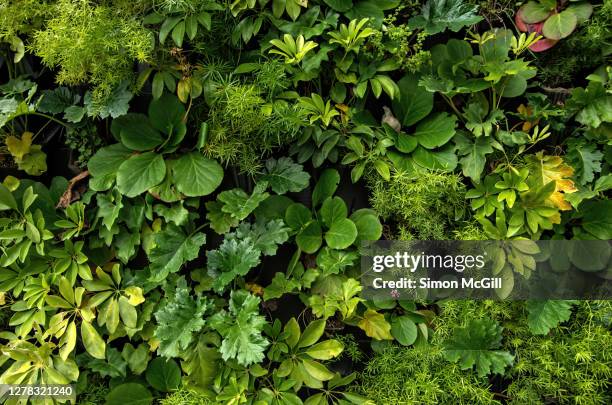 living wall vertical garden on a building exterior - plante tropicale photos et images de collection