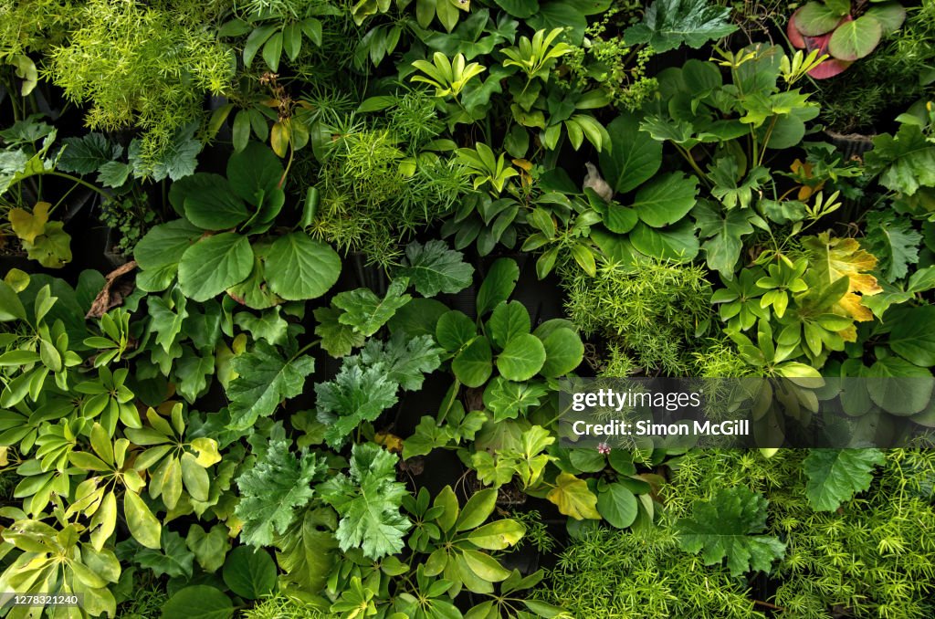 Living wall vertical garden on a building exterior