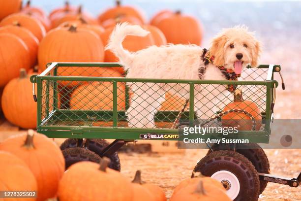 Shoppers at Mr. Jack O'Lanterns Pumpkin Patch on October 03, 2020 in Los Angeles, California.