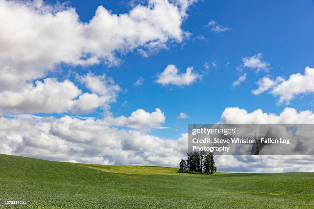 Small Group of Trees Amidst Rolling Hills and Farmland of the Palouse With Puffy White Clouds and Blue Sky