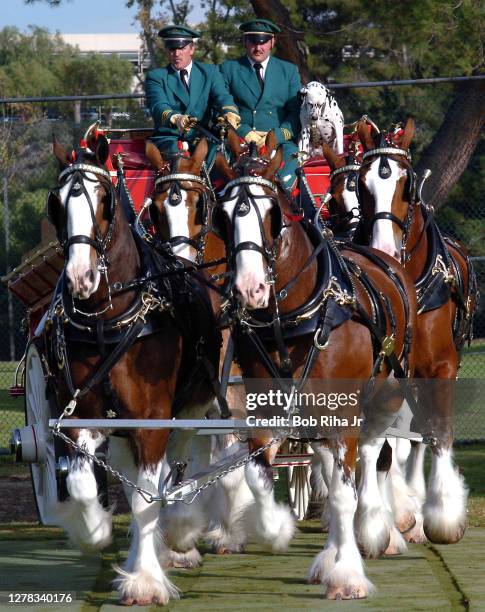 Budweiser Clydesdale horses position themselves during filming for a Super Bowl Budweiser commercial, November 11, 2004 in Los Angeles, California.