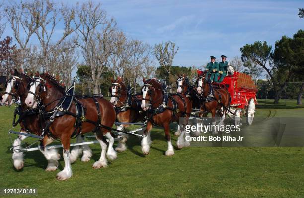 Budweiser Clydesdale horses position themselves during filming for a Super Bowl Budweiser commercial, November 11, 2004 in Los Angeles, California.