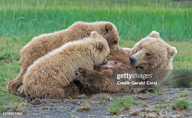 alaska peninsula brown bear female & cub nursing,  ursus arctros, at hallo bay, katmai national park, alaska. - suckling stock pictures, royalty-free photos & images