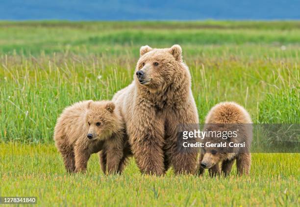oso pardo península de alaska, madre y cachorro, ursus arctos, en hallo bay en el parque nacional katmai, alaska. - cubs fotografías e imágenes de stock