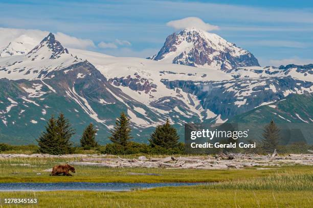 bruine beer, grizzly beer, ursus arctos; hallo bay, katmai national park, alaska. de aleutian waaier van berg achter met sneeuw. - katmai national park stockfoto's en -beelden