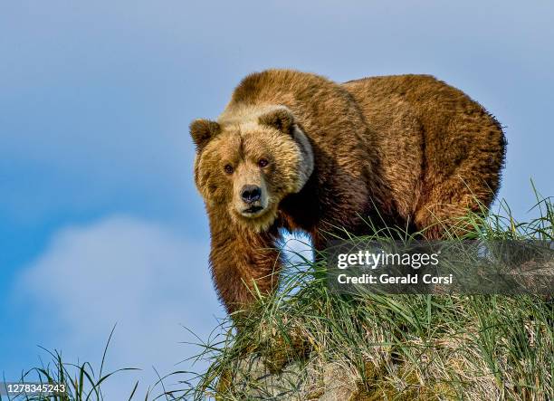 alaska peninsula brown bear, ursus arctos, in hallo bay of katmai national park, alaska. female on rock looking for a dangerous male bear. - brown bear stock pictures, royalty-free photos & images