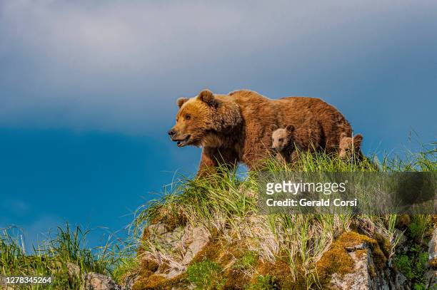 brown bear and cubs on watch, ursus arctos, hallo bay, katmai national park, alaska. mother with cubs on a rocky hill looking for the male bear. - animal family stock pictures, royalty-free photos & images