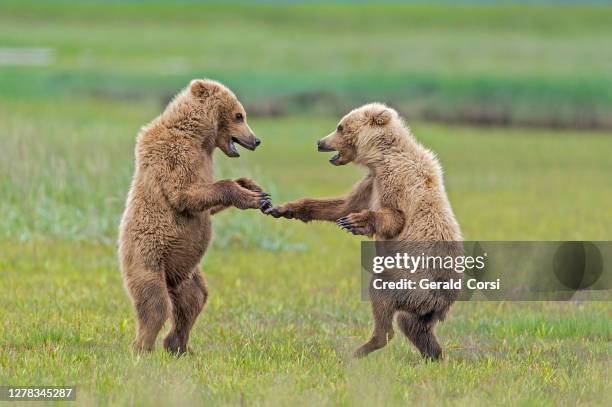 cachorro de oso pardo, ursus arctos, jugando en la hierba en hallo bay, parque nacional katmai, alaska. - bear cub fotografías e imágenes de stock