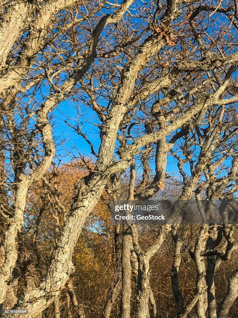 Garry oak trees line a street