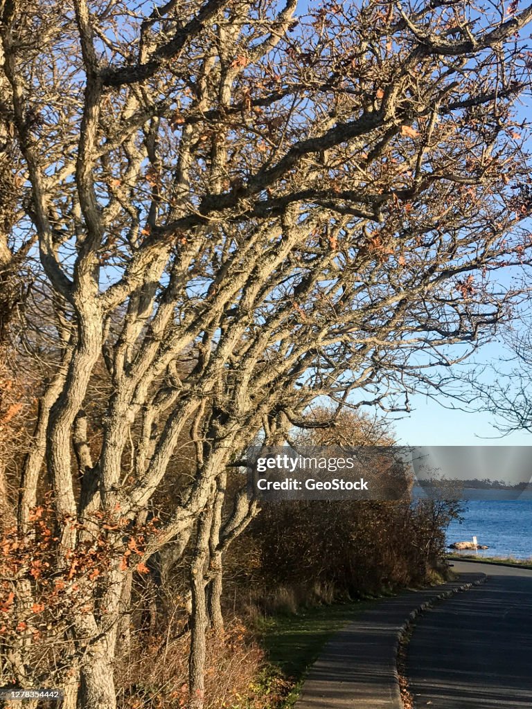 Garry oak trees line a street