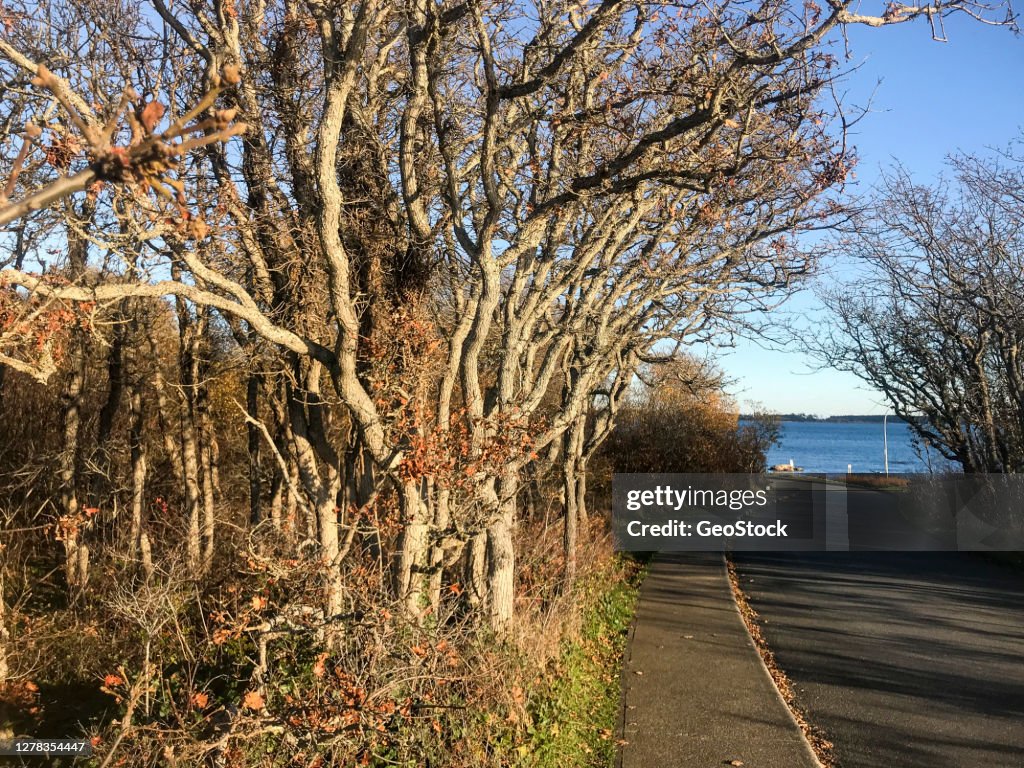 Garry oak trees line a street