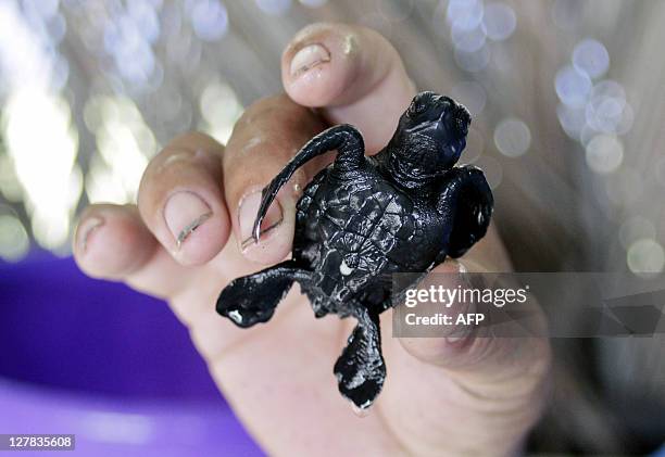 Volunteer grabs a baby Golfina Turtle before being released at San Diego beach, 35 km southwest of San Salvador on October 1, 2011. More than 200...