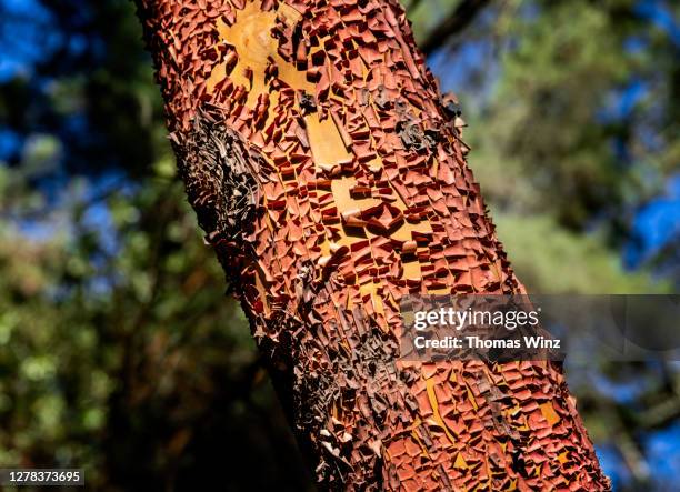 tree bark of pacific madrone tree - pacific madrone stockfoto's en -beelden