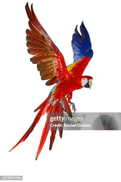 scarlet macaw - daunenfeder freisteller stock-fotos und bilder