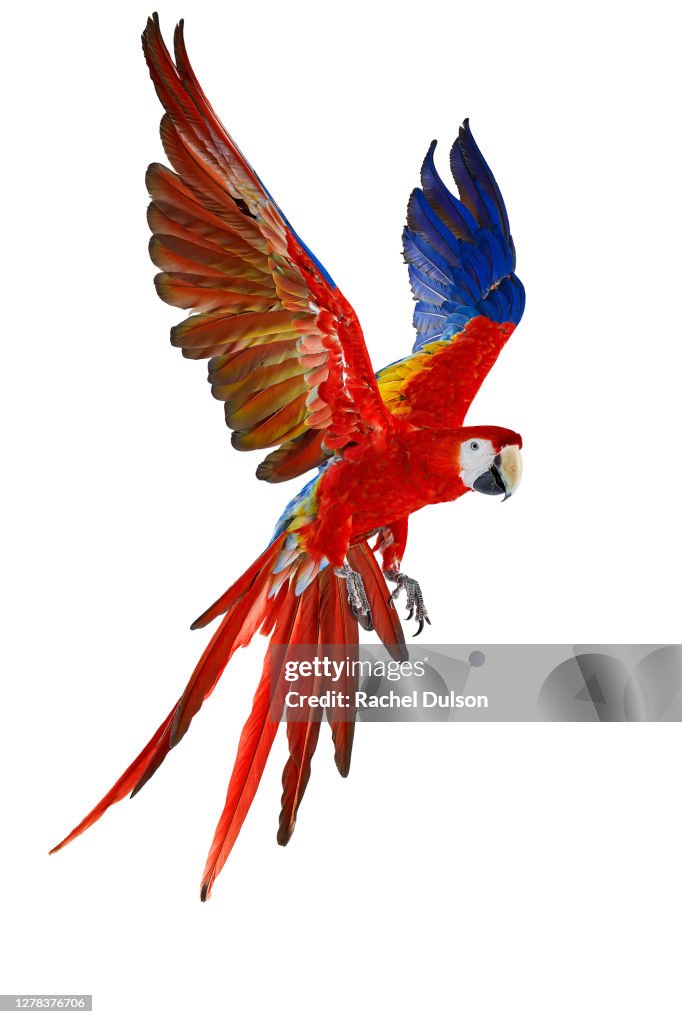 Scarlet Macaw
