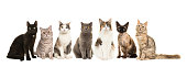 Group of various breeds of cats sitting next to each other looking at the camera isolated on a white background