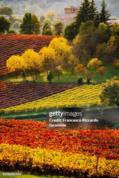 castelvetro, modena. vineyards and landscape in autumn with foliage. - vineyard grapes landscapes stock pictures, royalty-free photos & images