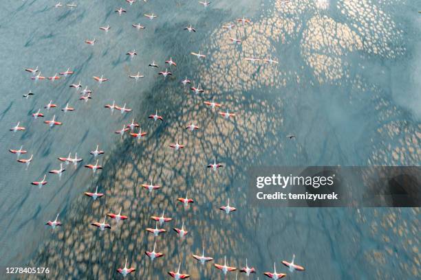 flamingos flying on lake - animal teamwork stock pictures, royalty-free photos & images