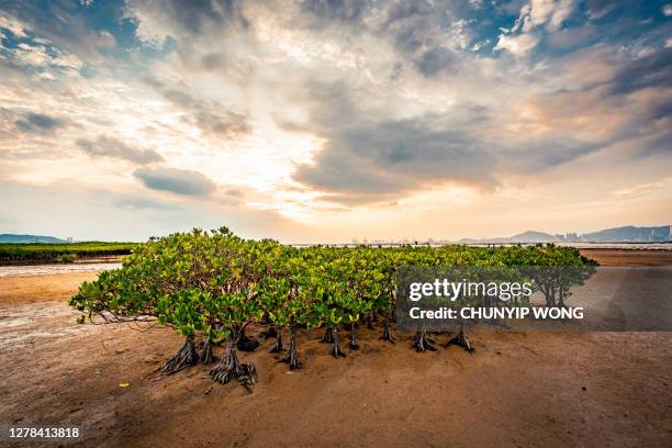mening in ha pak nai bij zonsondergang, hong kong - district yuen long stockfoto's en -beelden