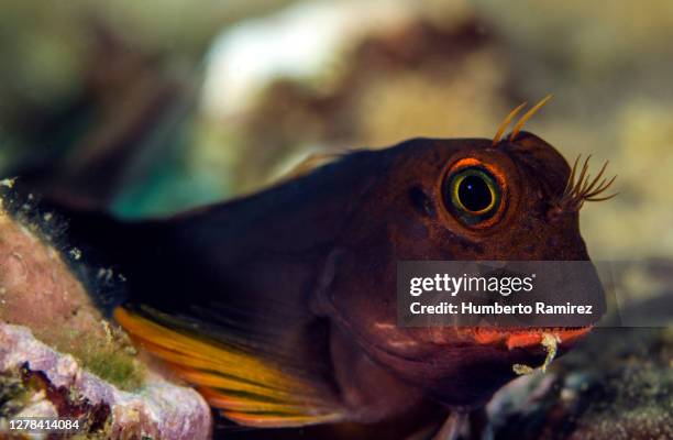 redlip blenny. - blenny stock pictures, royalty-free photos & images