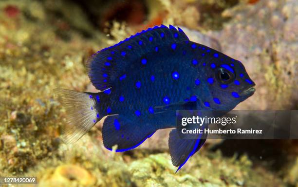 yellowtail damselfish. - wrasses stock pictures, royalty-free photos & images