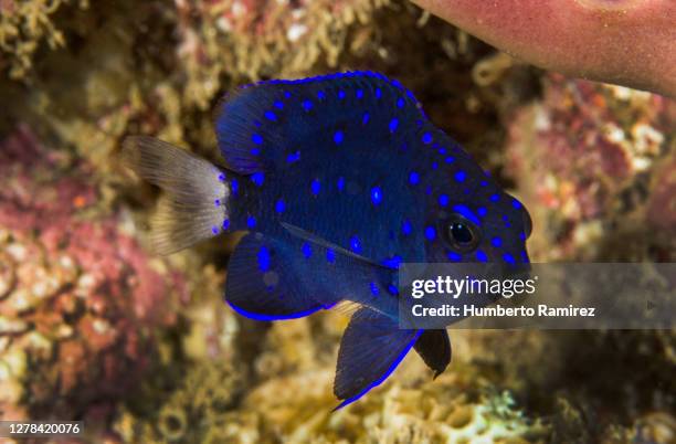 yellowtail damselfish. - wrasses stock pictures, royalty-free photos & images