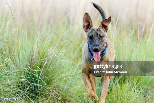 places to go, things to sniff and smell - belgian malinois 個照片及圖片檔