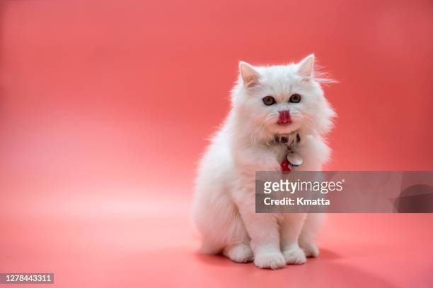 persian kitten sticking out tongue. - cat sticking out tongue stock pictures, royalty-free photos & images