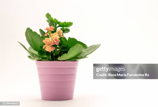 one succulent in plant with flowers in pink pot on white background. - plant pot fotografías e imágenes de stock