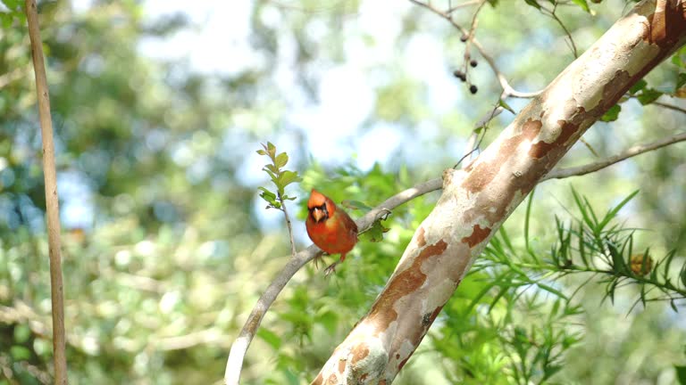 Cardinal Bird In Tree 260 Cardinal Bird Tree Stock Videos, Footage, & 4K Video Clips - Getty ...
