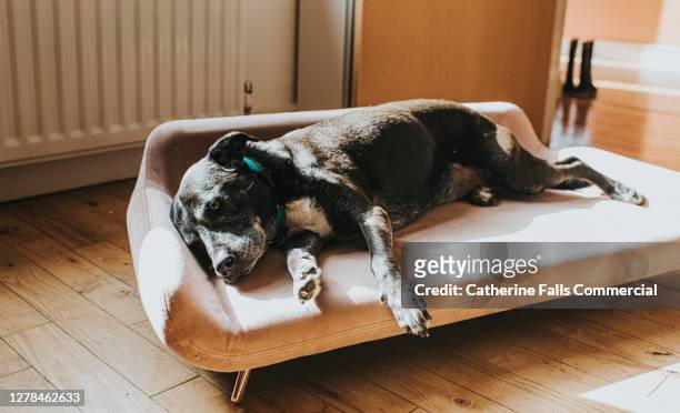 dog relaxing on a luxurious pink dog bed - hairy old man stock-fotos und bilder