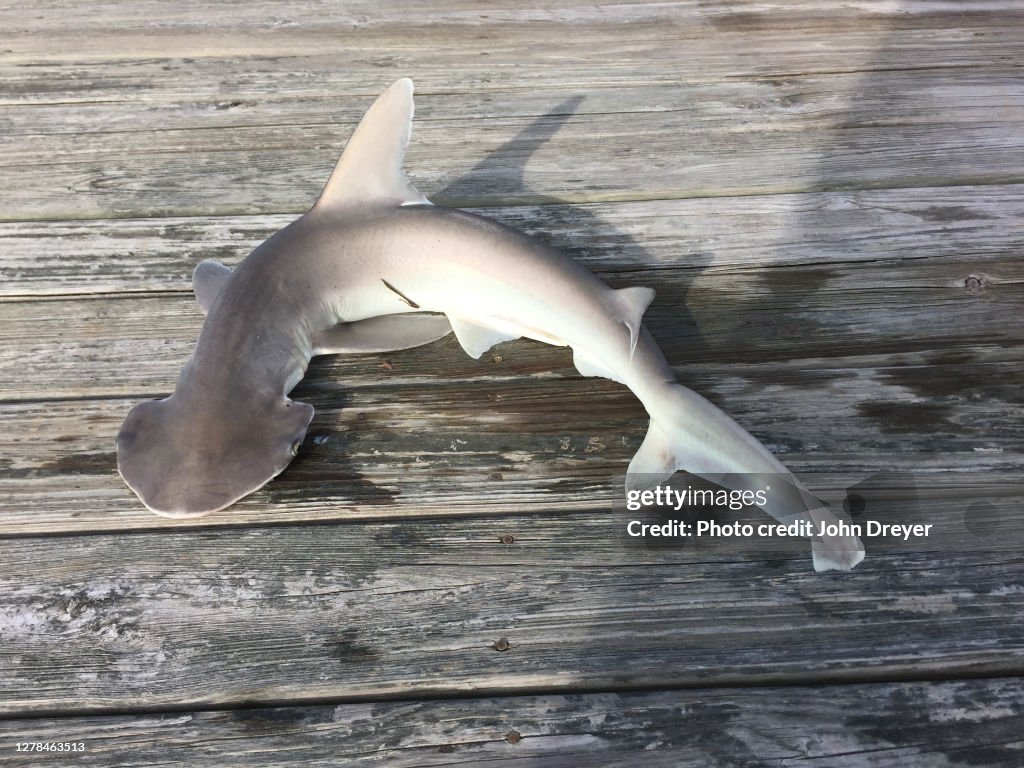 Bonnethead Shark on Pier