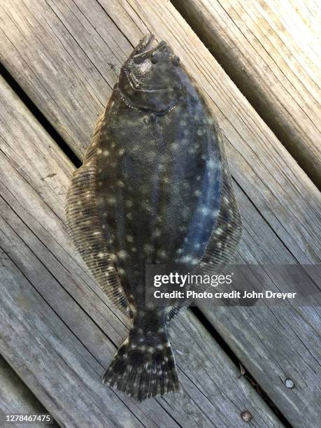 southern flounder on the dock - flounder stock pictures, royalty-free photos & images