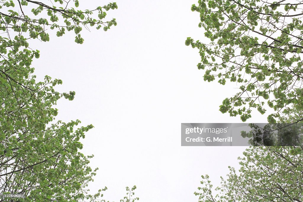 Leafy trees in spring