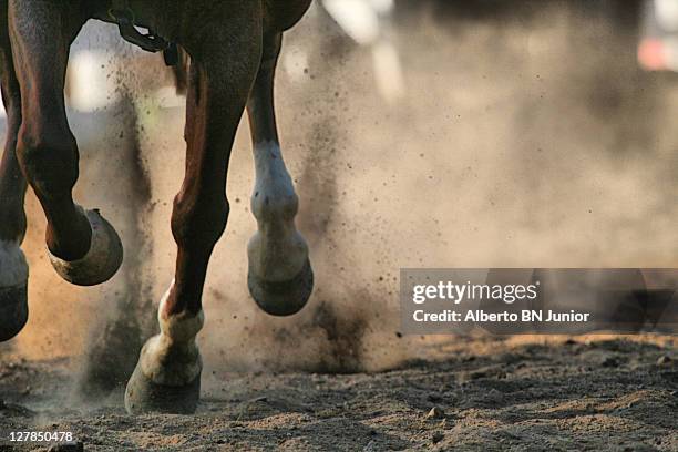 come to me baby. - running horses stock-fotos und bilder