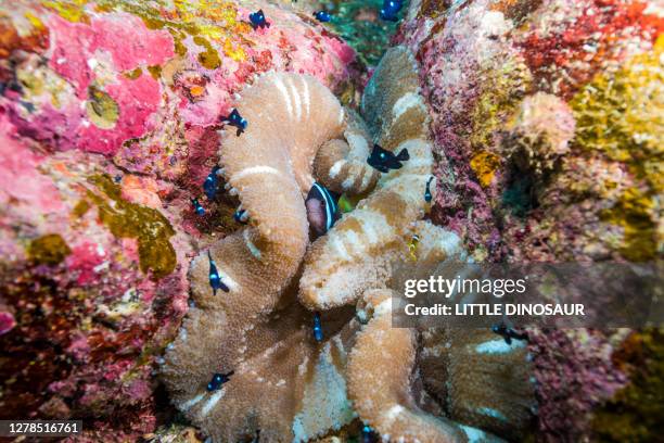 clark's anemonefish (amphiprion clarkii) and threespot dascyllus (dascyllus trimaculatus) at the coral sea anemone - dascyllus trimaculatus stock pictures, royalty-free photos & images