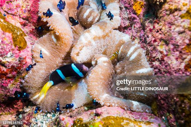 clark's anemonefish (amphiprion clarkii) and threespot dascyllus (dascyllus trimaculatus) at the coral sea anemone - dascyllus trimaculatus stock pictures, royalty-free photos & images
