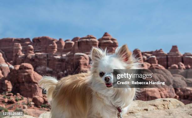 long haired chihuahua at devils garden, arches national park, moab, utah - long haired chihuahua stock-fotos und bilder