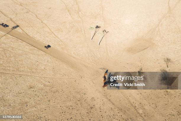 aerial viewpoint from a drone, over a heard of brown and black beef cattle out in the dry outback countryside of australia - queensland farm stock pictures, royalty-free photos & images