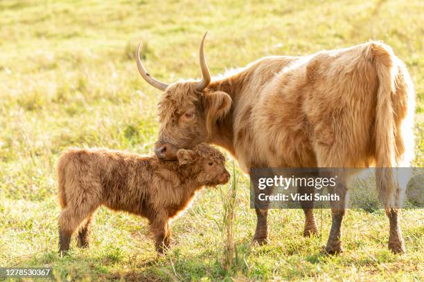 highland beef cattle and baby calf standing facing each other with the mothers head resting on the calf's head - cows eating stock pictures, royalty-free photos & images