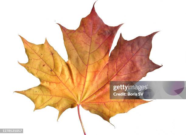 maple leaf isolated - autumn leaf color stock-fotos und bilder